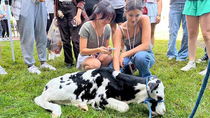 Image of calf on the campus green.